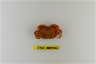 藏品(絨毛近方蟹)的圖片